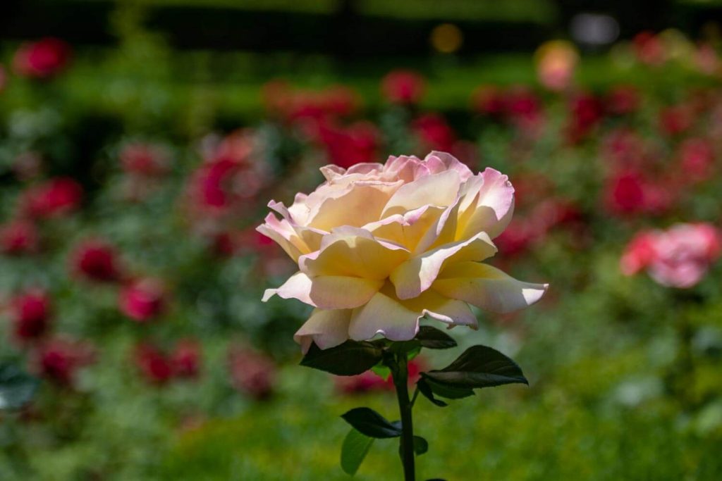Nicolae Titulescu Park