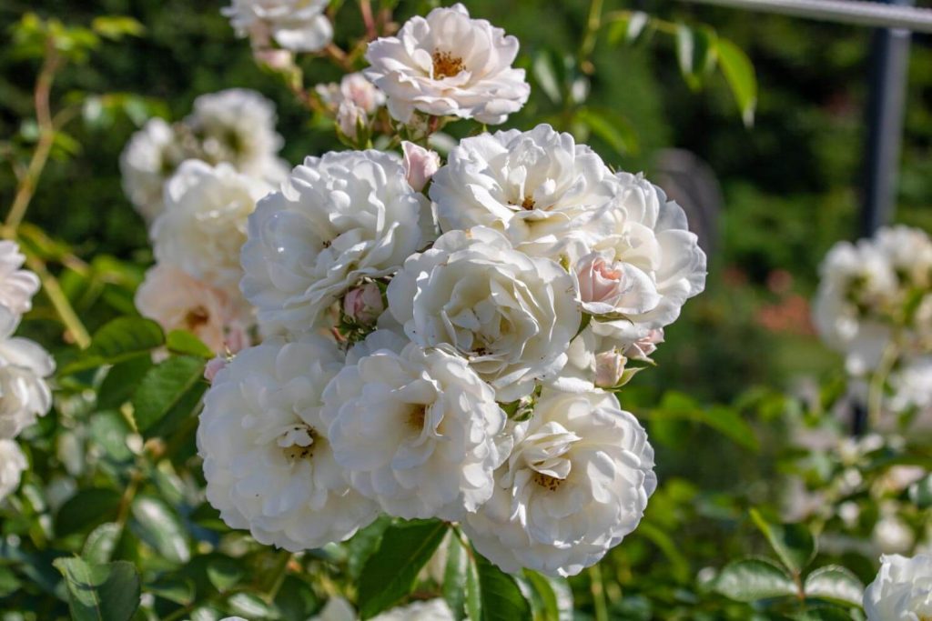 Roses Park