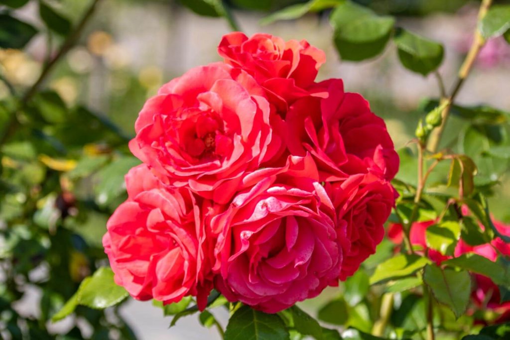 Roses Park
