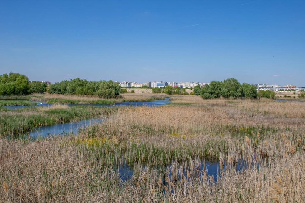Văcărești Park Nature Reserve
