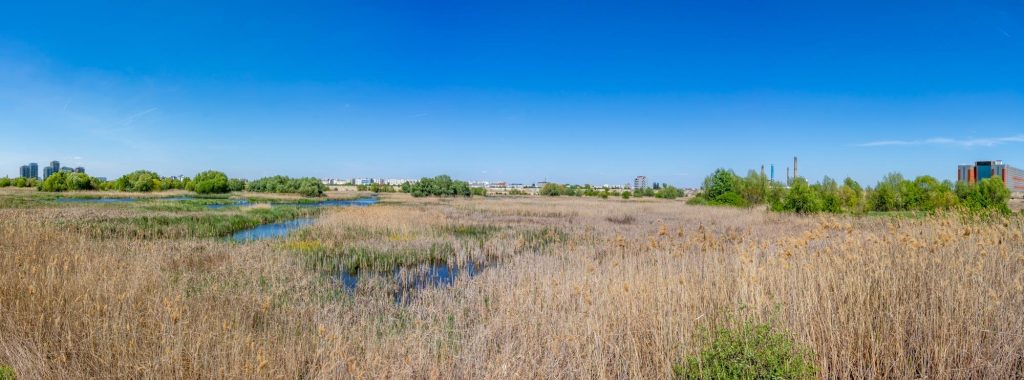 Văcărești Park Nature Reserve