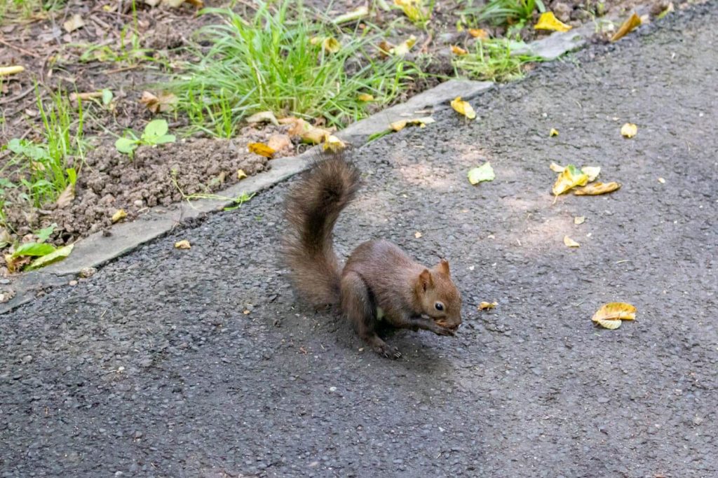 Squirrel