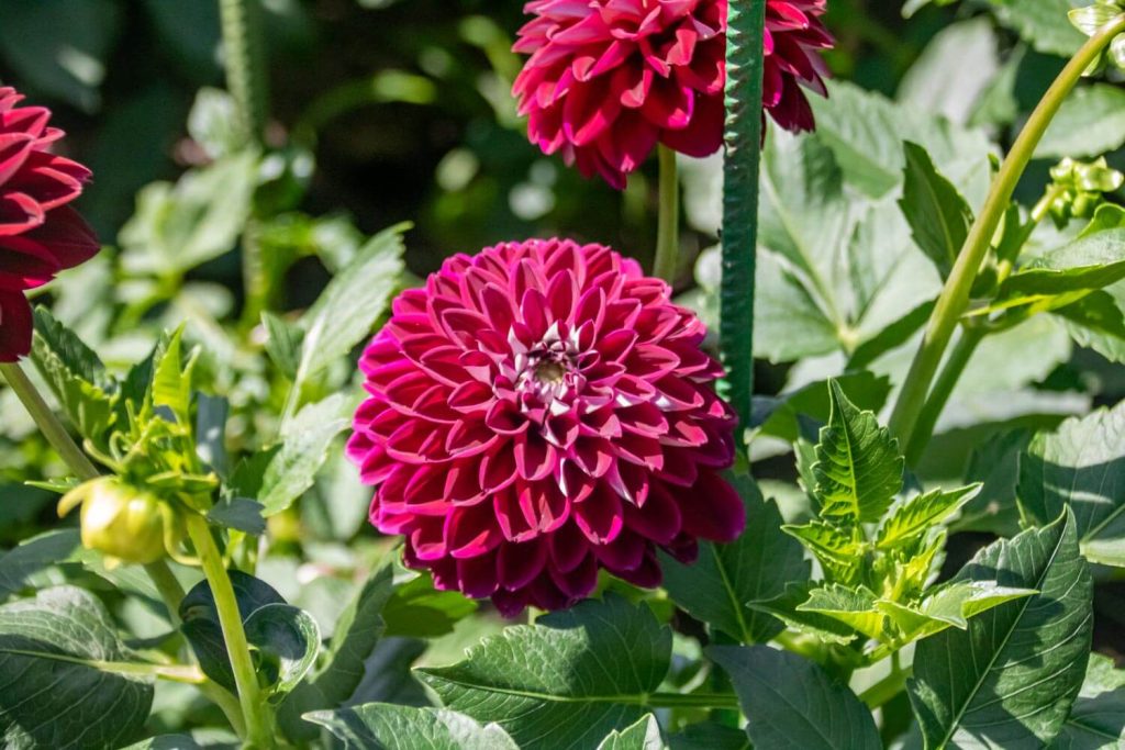 anastasie fatu botanical garden iasi 24 1024x683