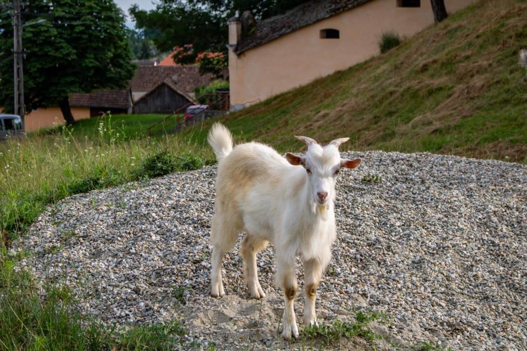 Fortified Church of Alțâna
