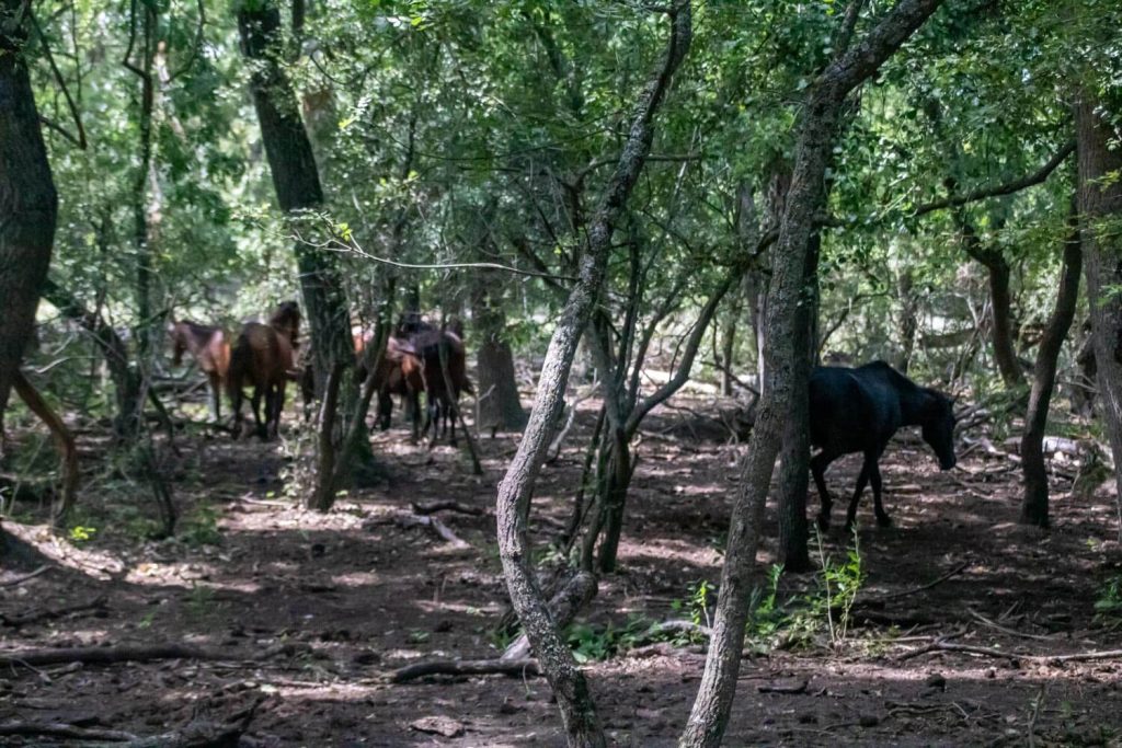 Letea Forest