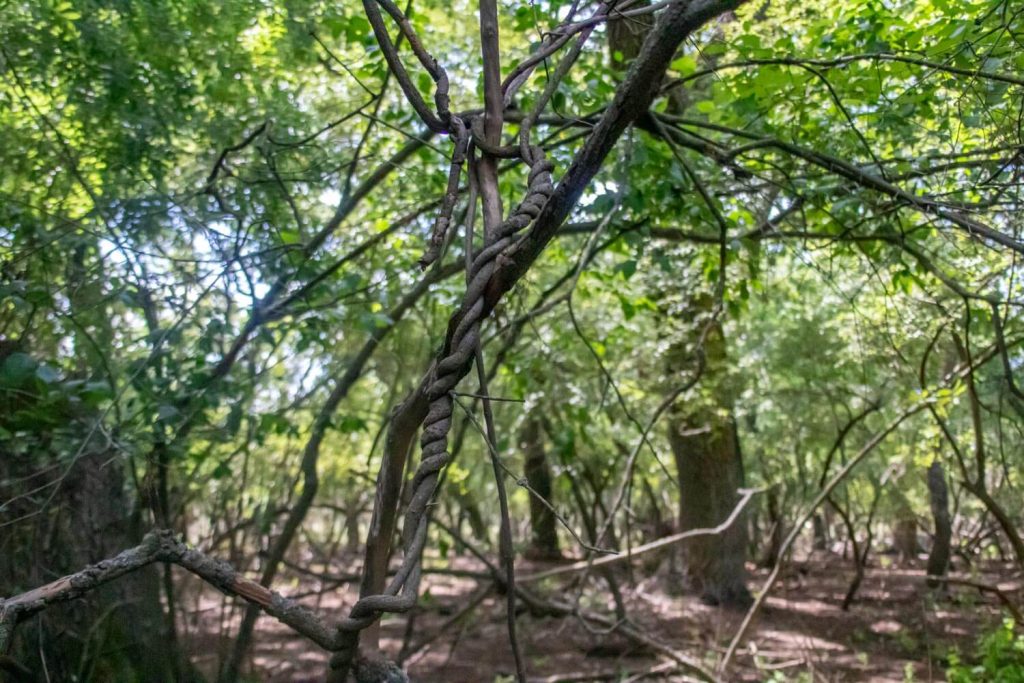 Letea Forest