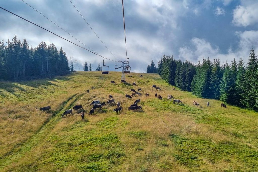 Horses Waterfall Chairlift