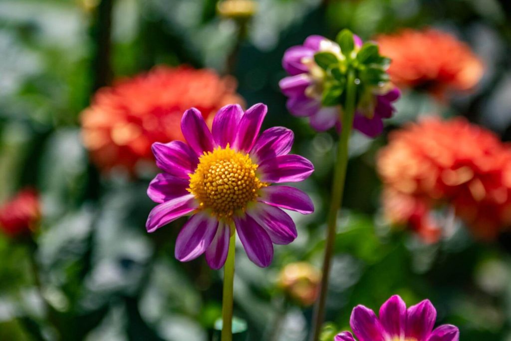 anastasie fatu botanical garden iasi 4 1024x683