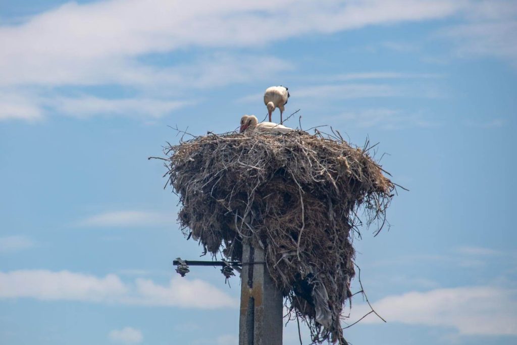 birds nest istria constanta 1024x683