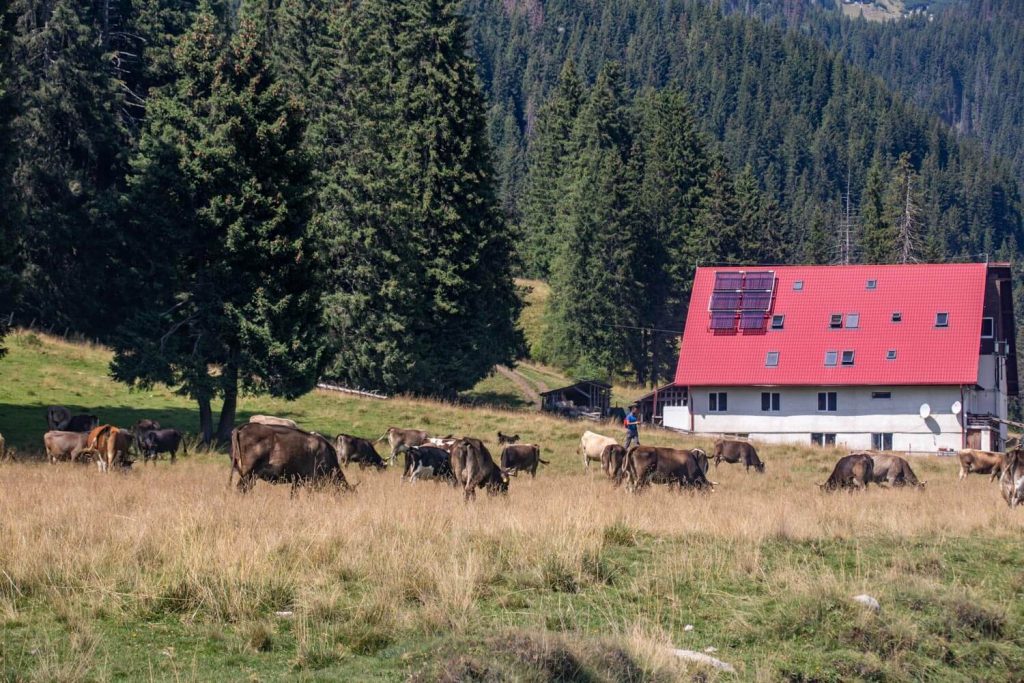bucegi natural park 20 1 1024x683