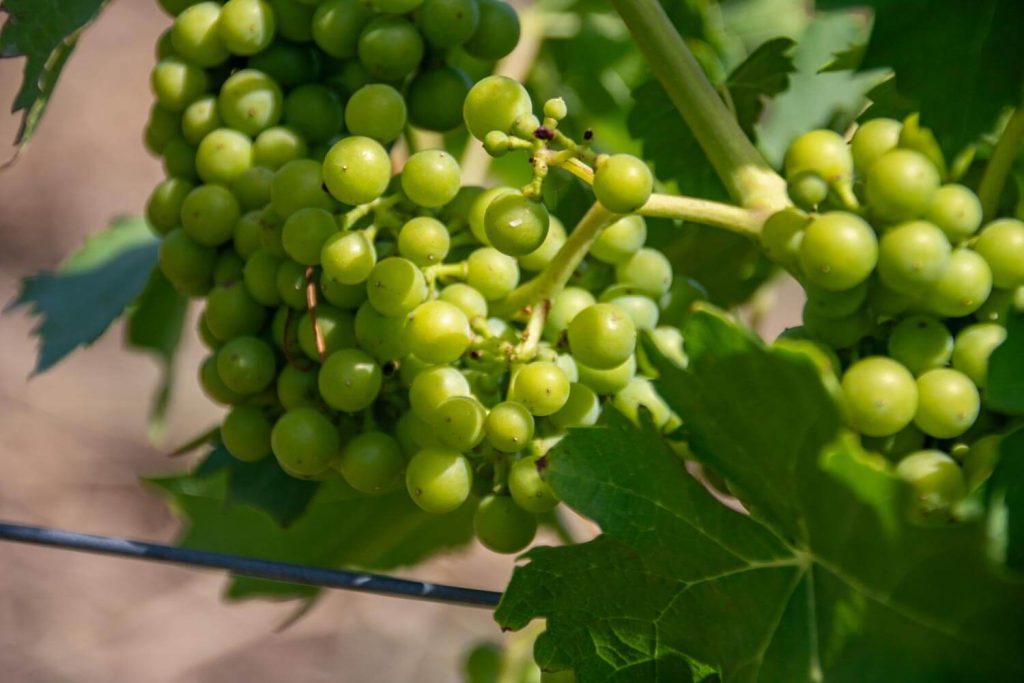 cotnari winery 10 1024x683