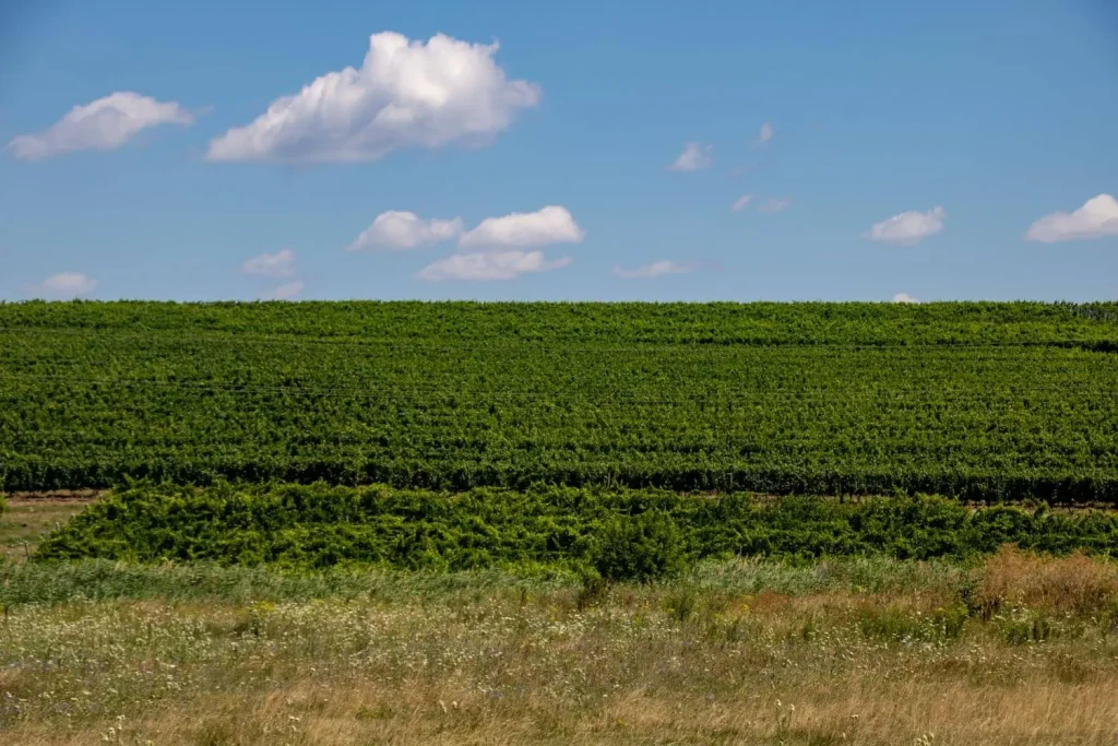 cotnari winery 3 1024x683