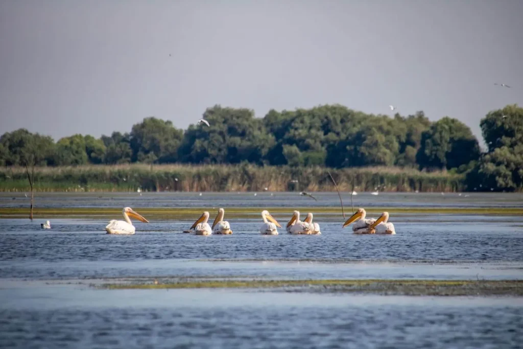 danube delta 1 1024x683