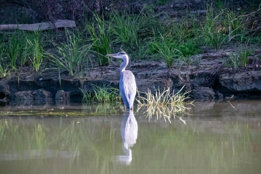 danube delta 13 1024x683