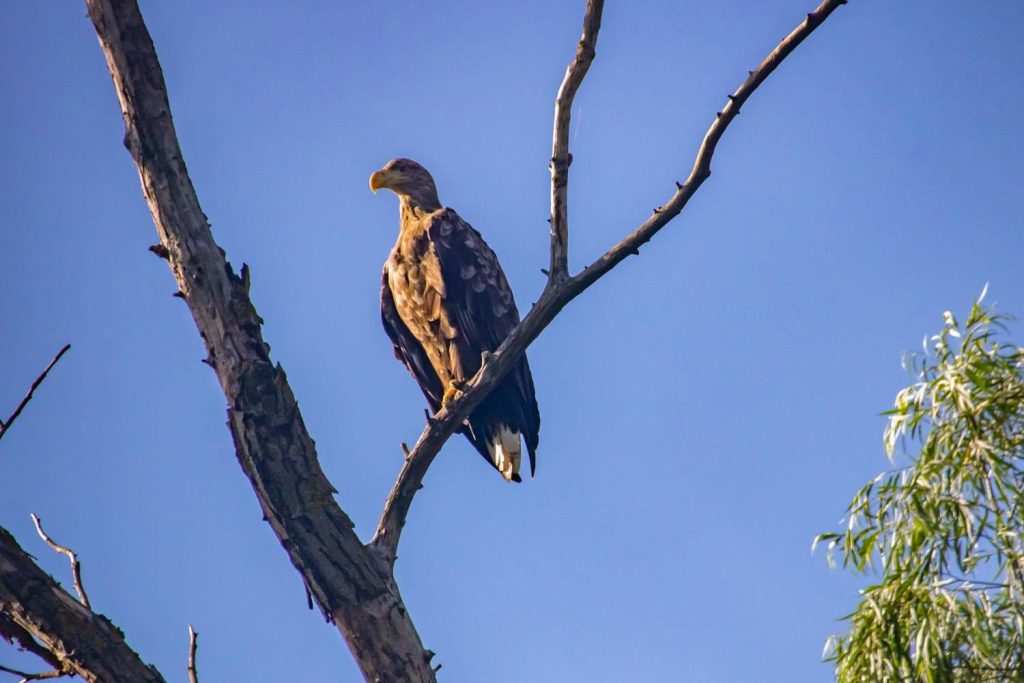 danube delta 16 1024x683