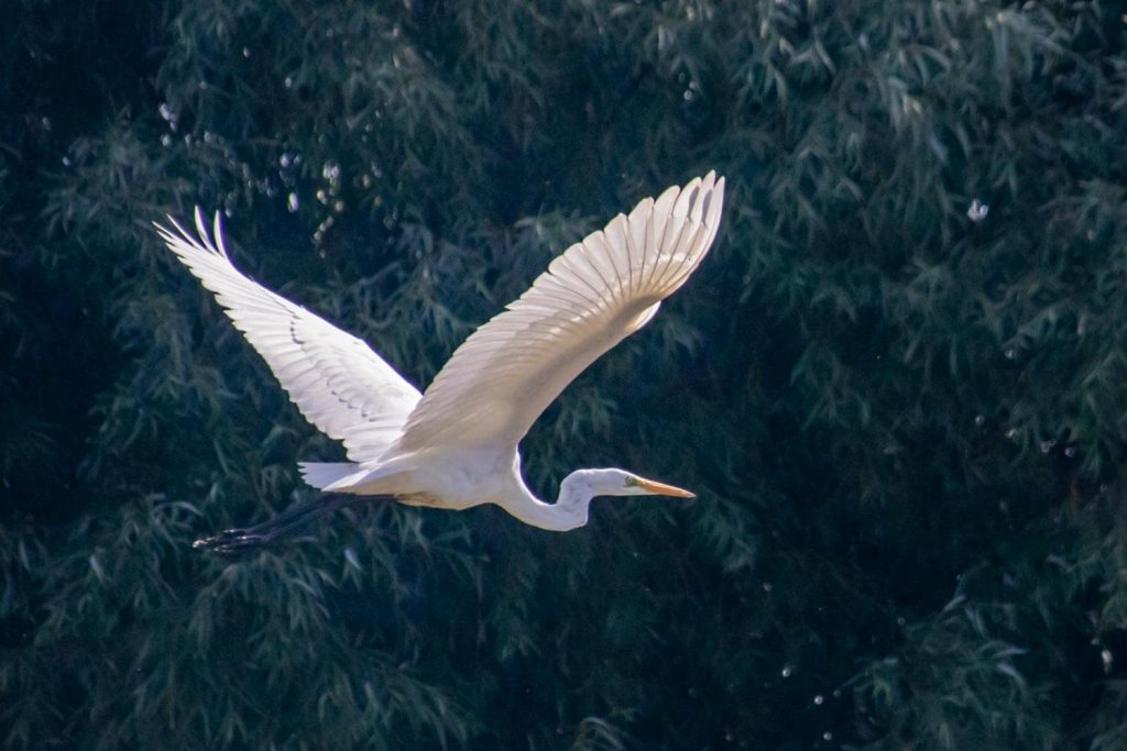 danube delta 36 1024x683