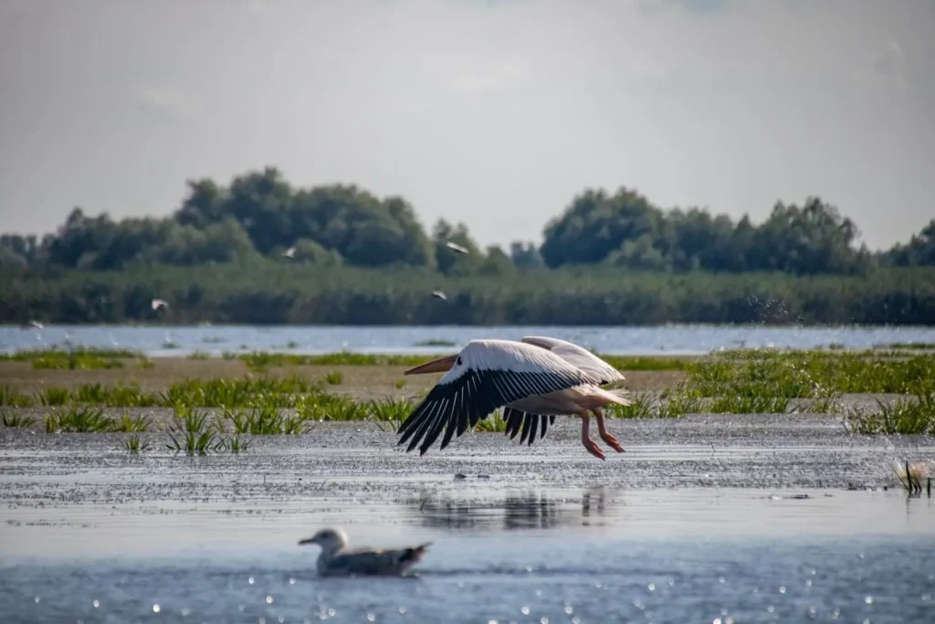 danube delta 51 1024x683