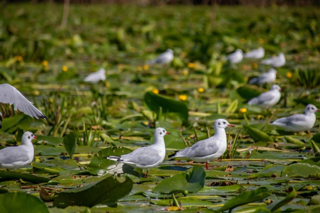 danube delta 57 1024x683