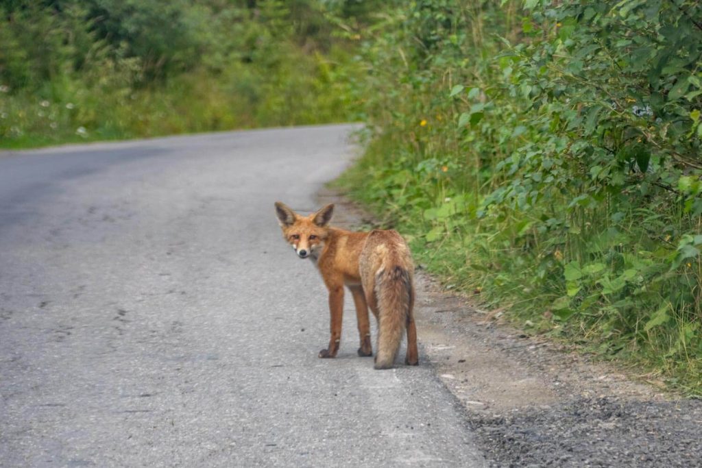 fox bucegi natural park 2 1 1024x683