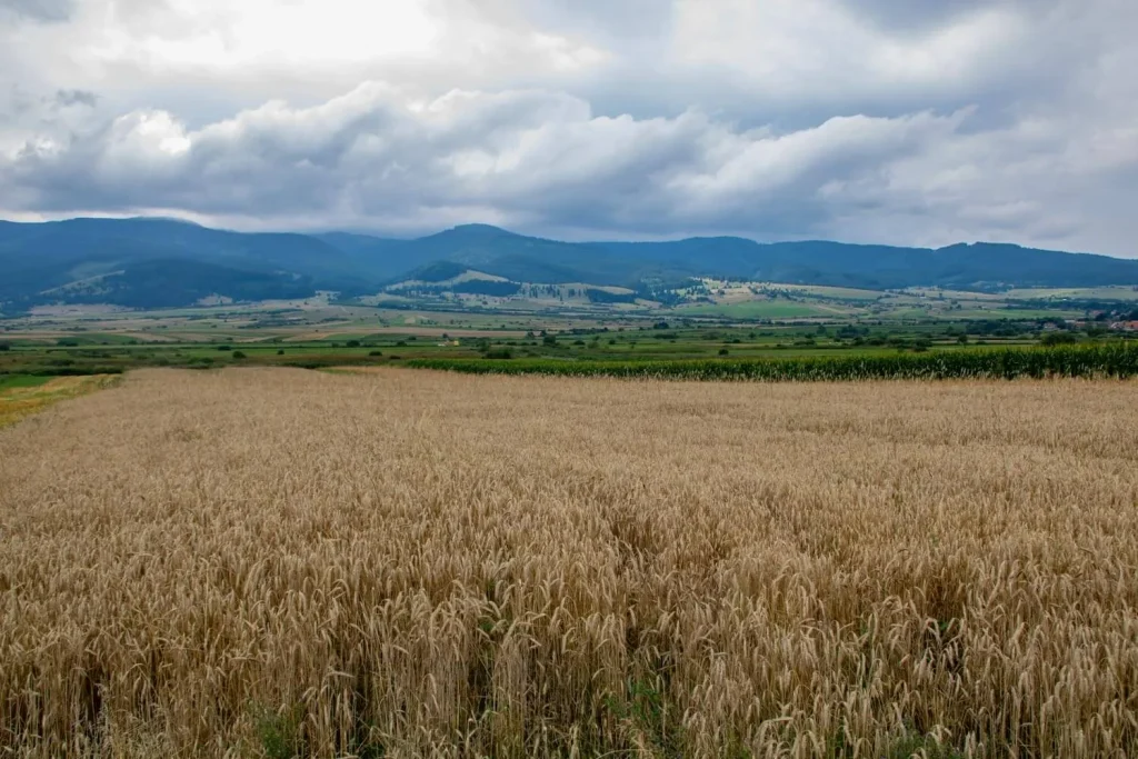 harghita country side 4 1024x683
