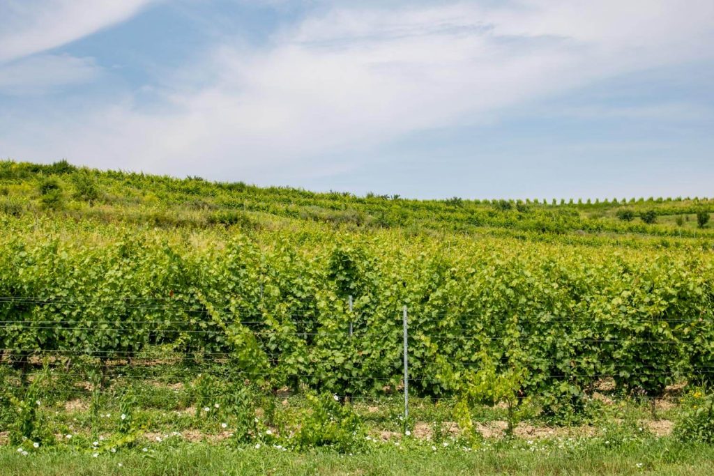 la salina winery turda 2 1024x683