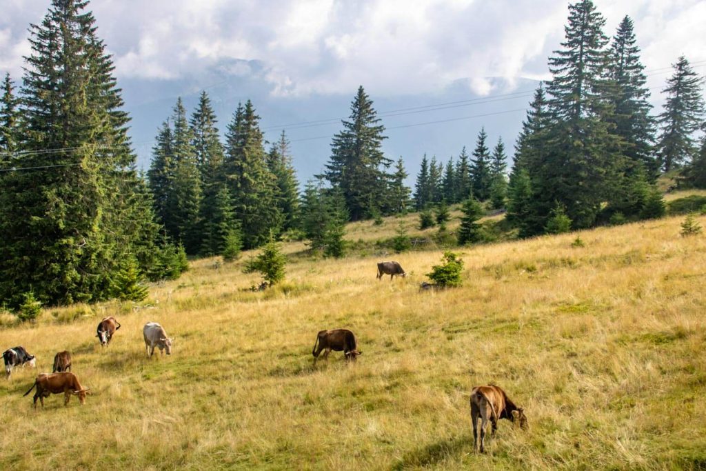 rodna mountains borsa 8 1024x683
