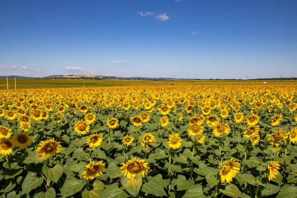 sunflower field botosani 2 1024x683