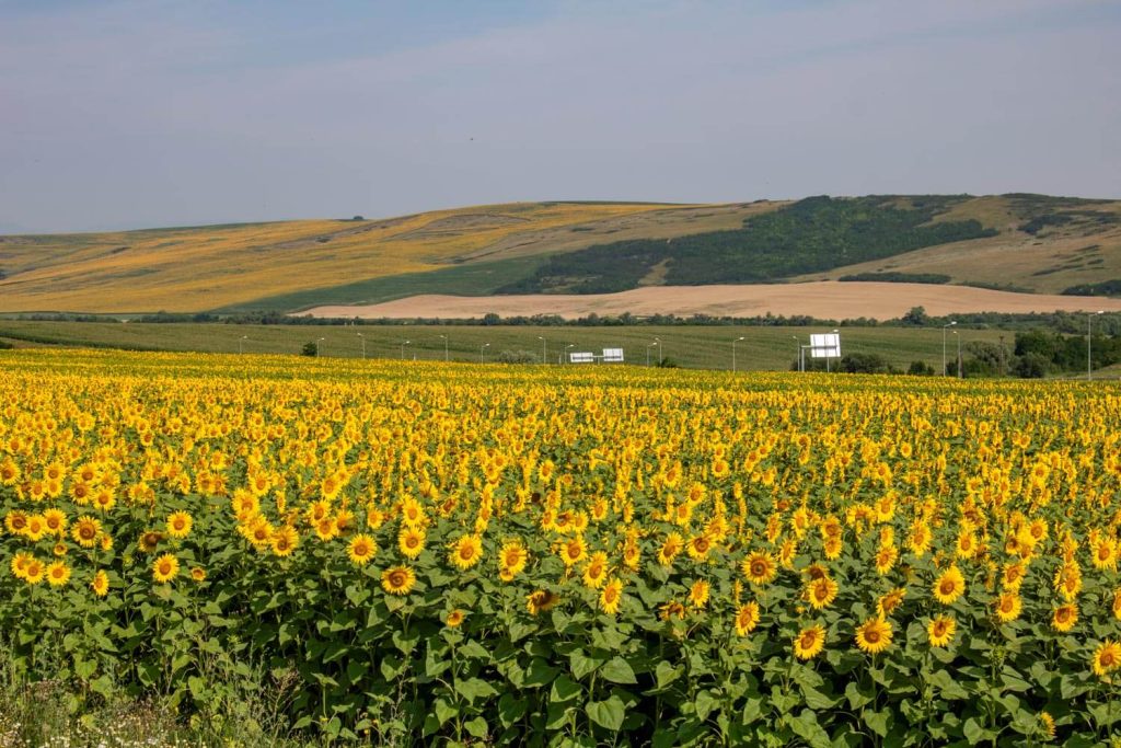 sunflower fields cunta alba county 3 1024x683